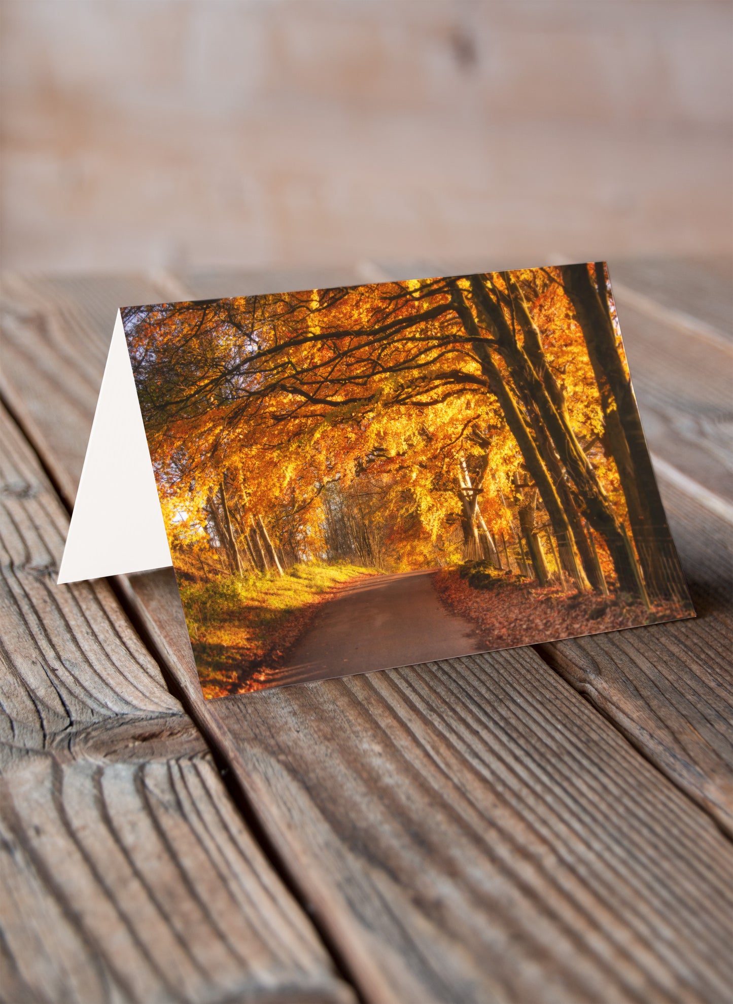 Golden Autumn - Pack of 6