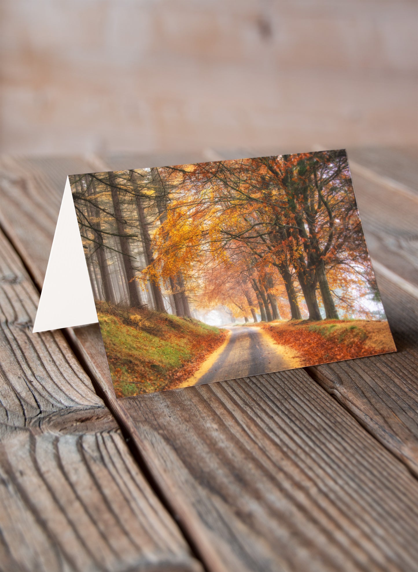 Howden Autumn - Pack of 6