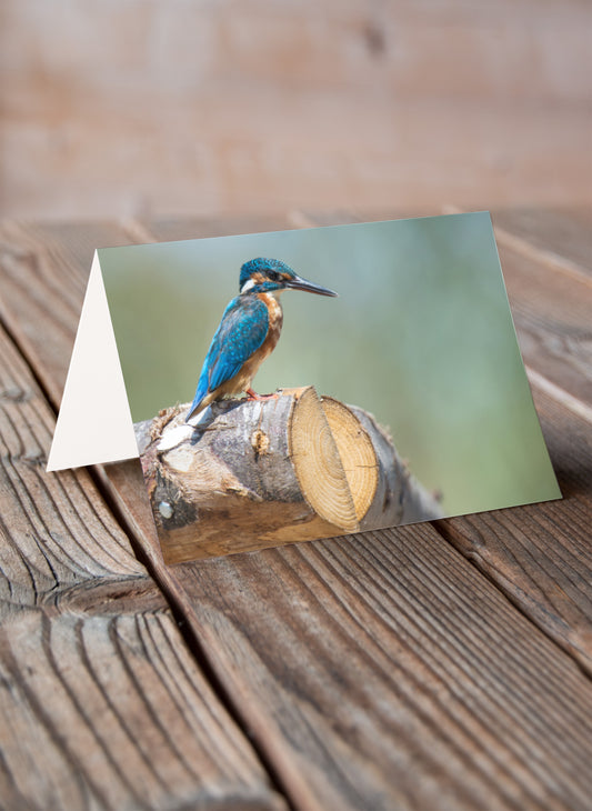 Kingfisher Log - Pack of 6