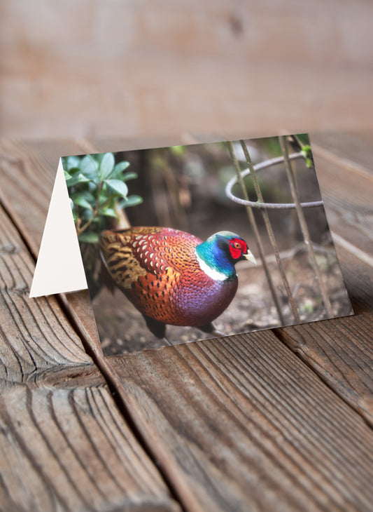 Norman The Pheasant - Pack of 6