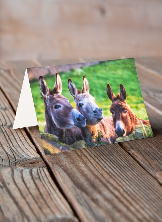 Pouting Donkeys - Pack of 6
