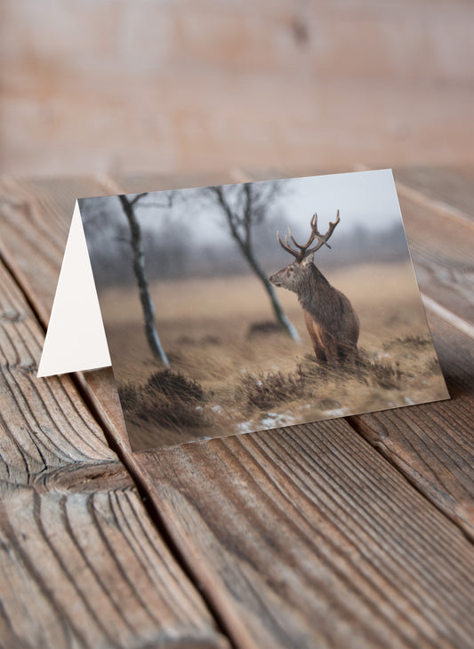 Snowfall Stag - Pack of 6