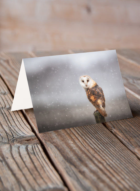 Snowy the Barn Owl and the Blizzard - Pack of 6